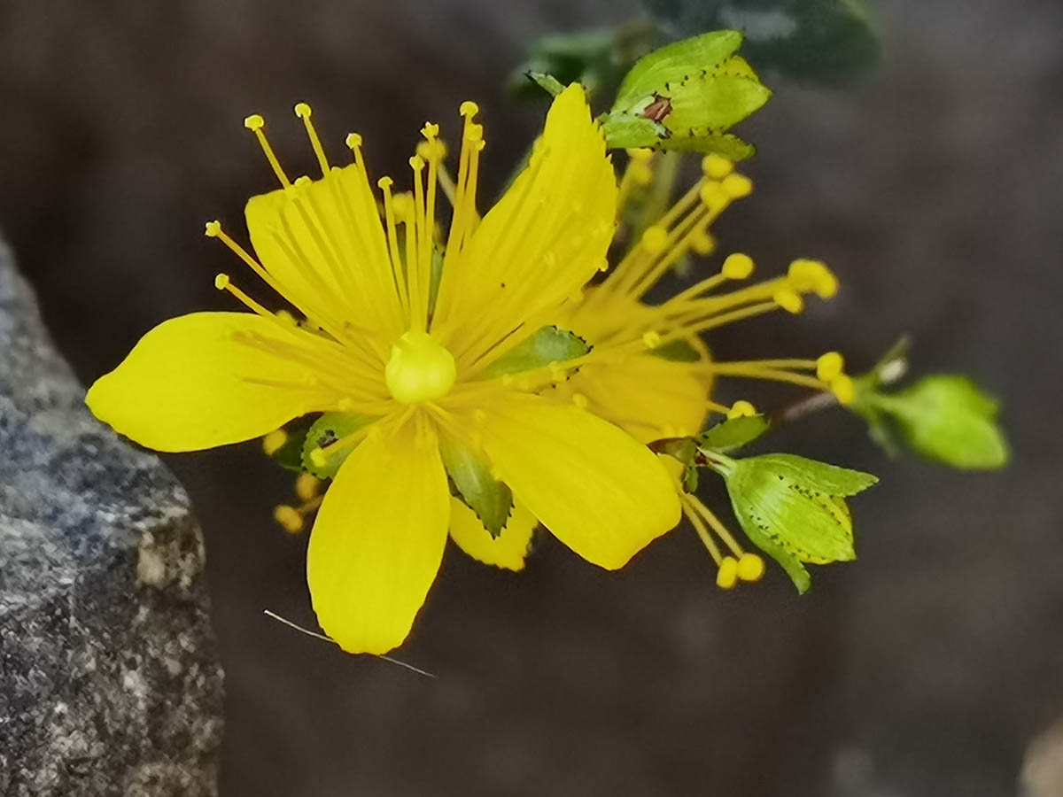 Hypericum balearicum photo